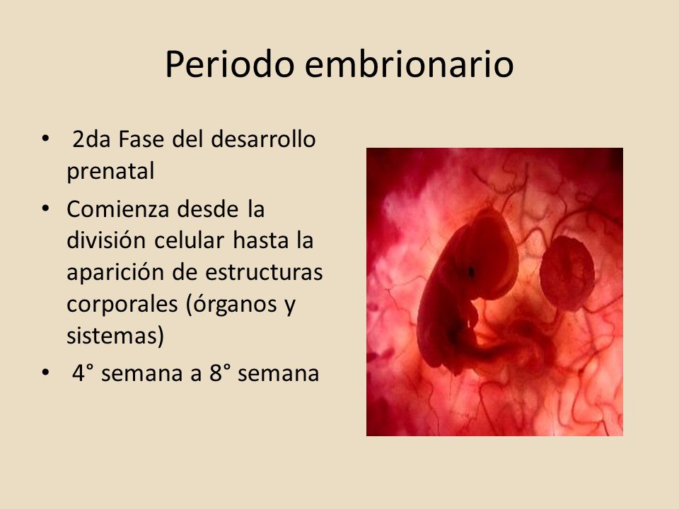 fase embrionaria del desarrollo pulmonar diabetes gestacional